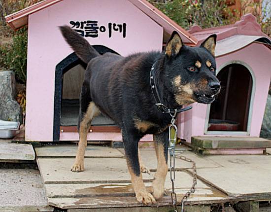 nokbeon.net-  진돗개 종류中..... 전투력甲....jpg-22번 이미지