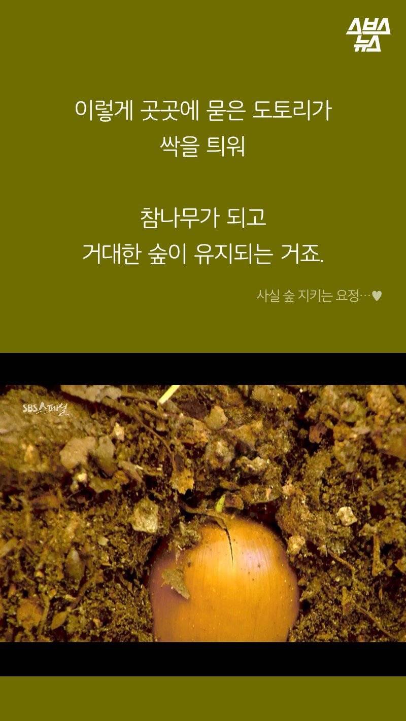 다람쥐가 '먹이 집착'이 심한 이유.jpg | 인스티즈