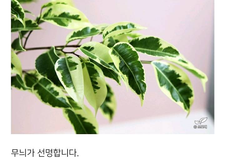 꽃집이나 시장에서 사온 화분 건강하게 오래 키우기 (feat.식물 드루이드님 블로그) | 인스티즈