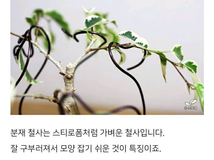 꽃집이나 시장에서 사온 화분 건강하게 오래 키우기 (feat.식물 드루이드님 블로그) | 인스티즈