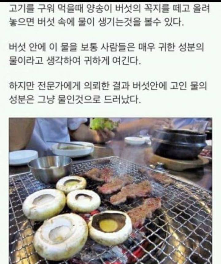 양송이버섯 안에 생기는 물 정체...... | 인스티즈