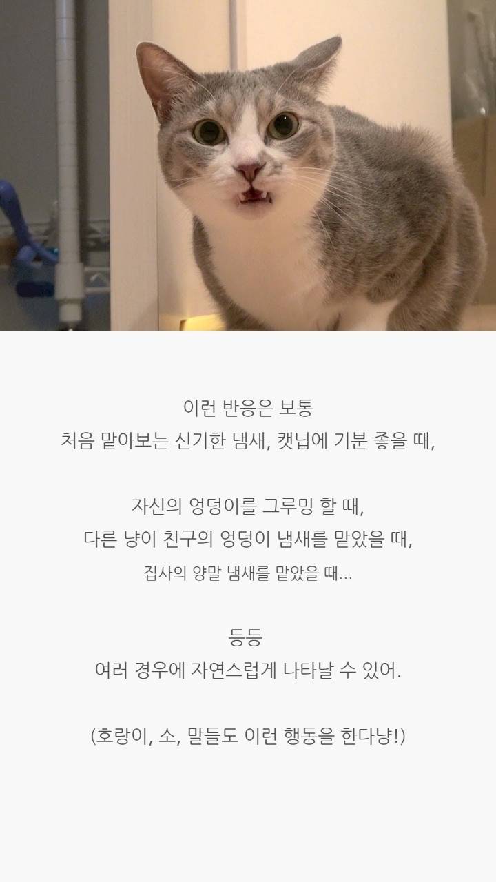 고양이 코의 비밀 | 인스티즈