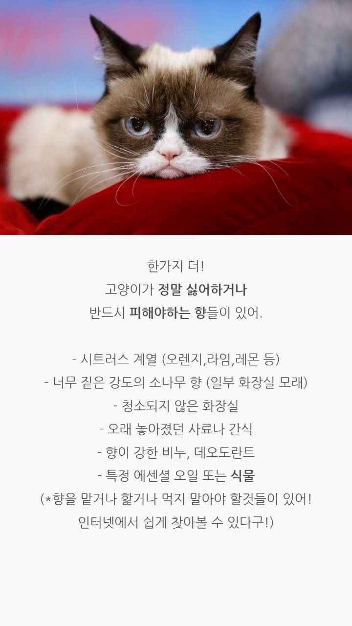 고양이 코의 비밀 | 인스티즈