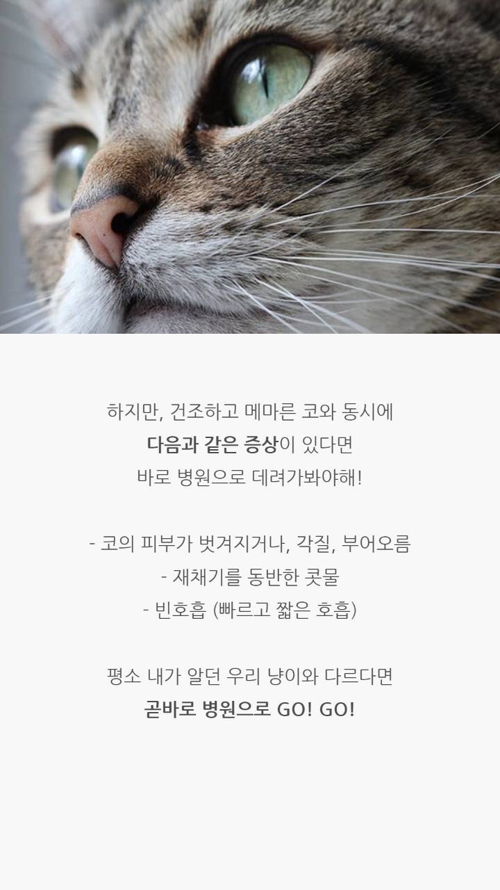 고양이 코의 비밀 | 인스티즈