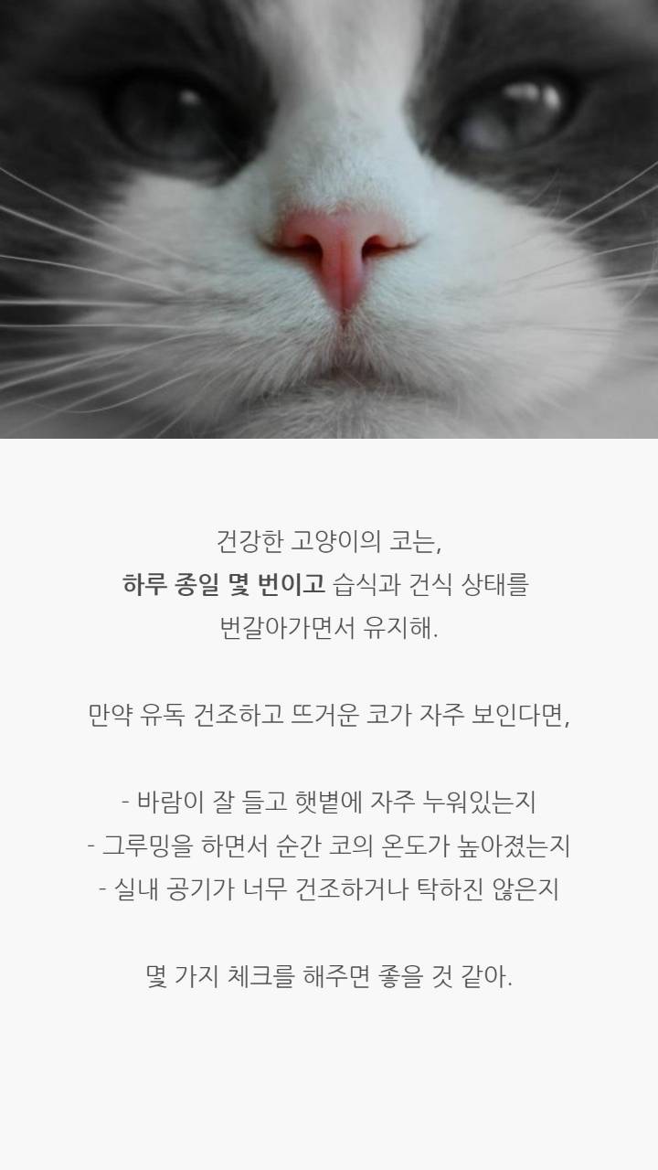 고양이 코의 비밀 | 인스티즈