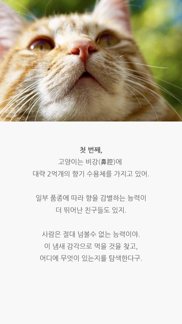 고양이 코의 비밀 | 인스티즈