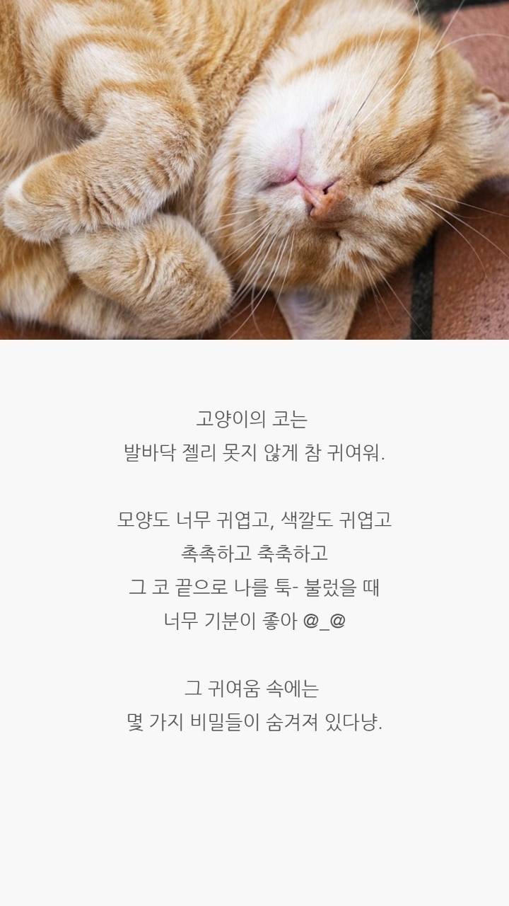 고양이 코의 비밀 | 인스티즈