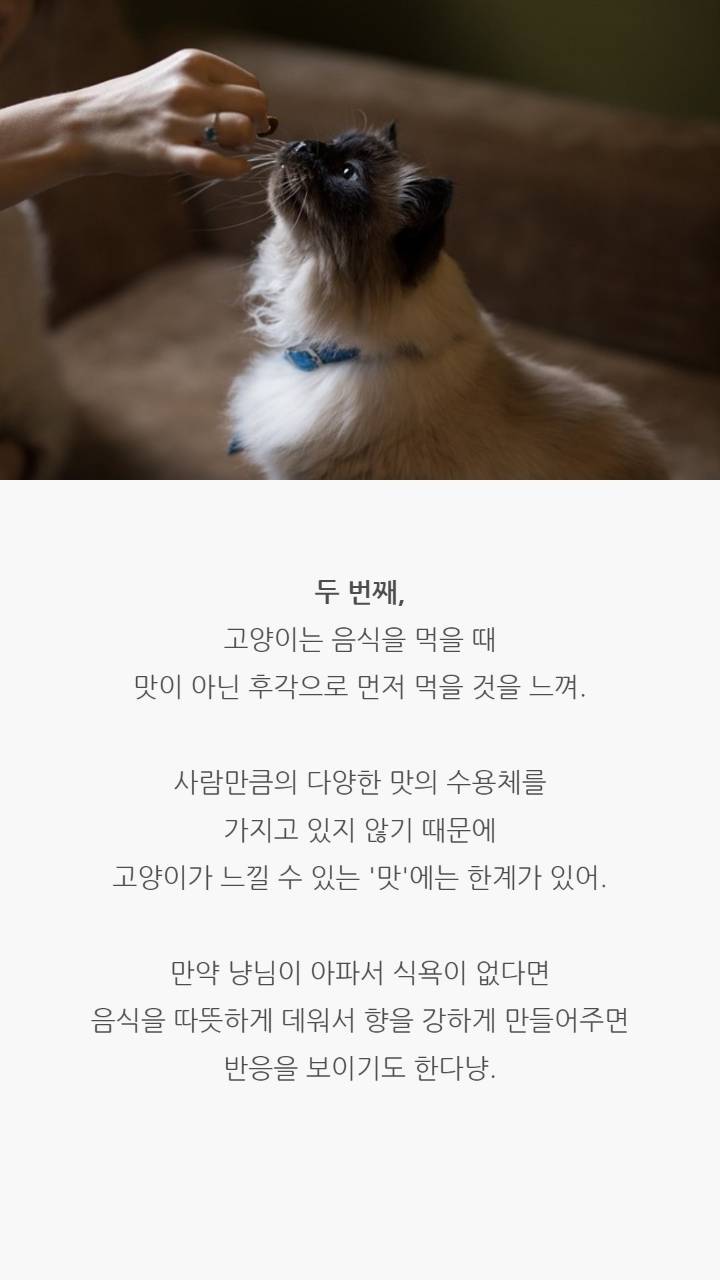 고양이 코의 비밀 | 인스티즈