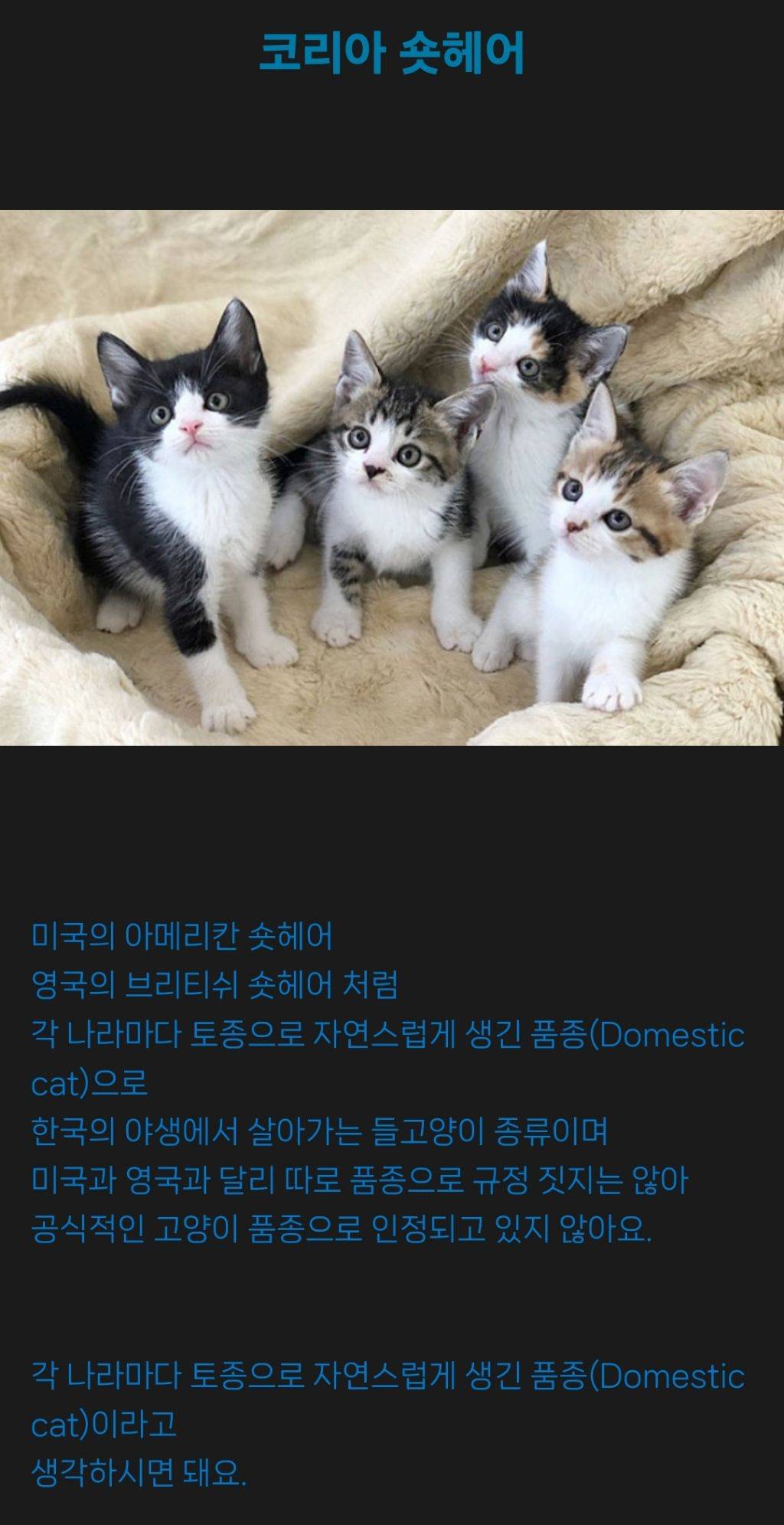 코리아숏헤어를 알아보자