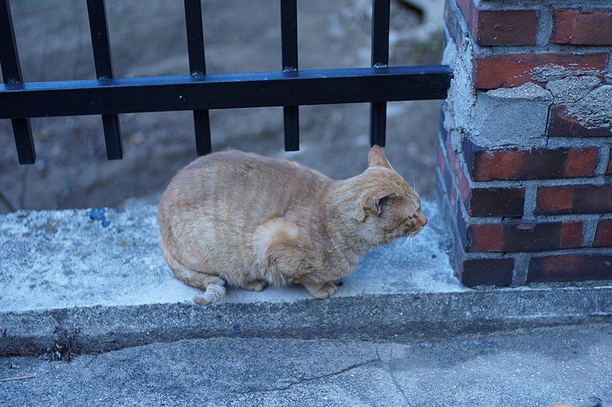 냉동실 고기로 길고양이 밥 만들어준 후기.jpg | 인스티즈