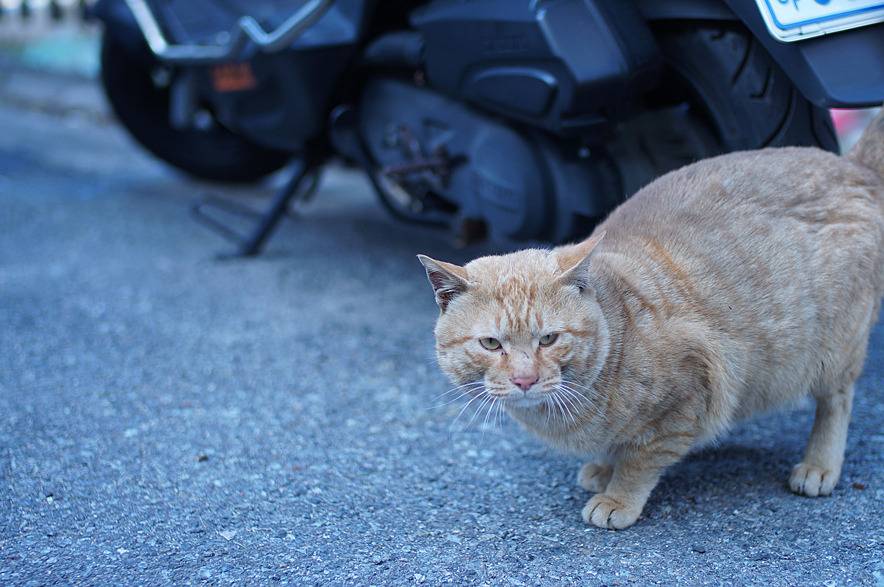 냉동실 고기로 길고양이 밥 만들어준 후기.jpg | 인스티즈