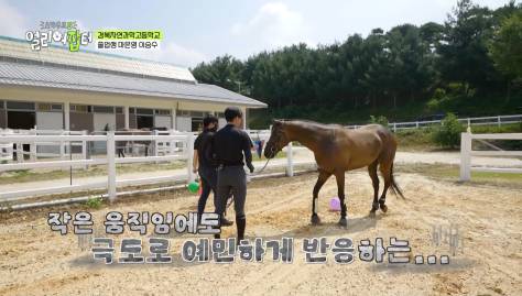 근대 5종 국가대표 전웅태 선수 코치였다는 승마계 오은영 | 인스티즈