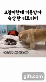 nokbeon.net- 고양이한테 미움받아 속상한 리트리버.gif-1번 이미지