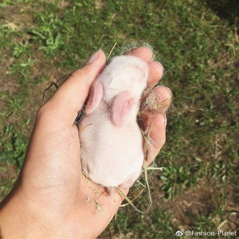 태어난지 얼마 안된 토끼들 | 인스티즈