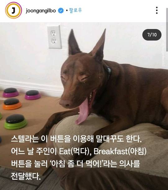 29개 단어로 대화하는 강아지 | 인스티즈