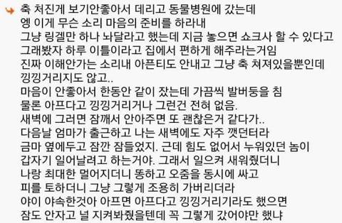 다시는 개 안키운다 | 인스티즈