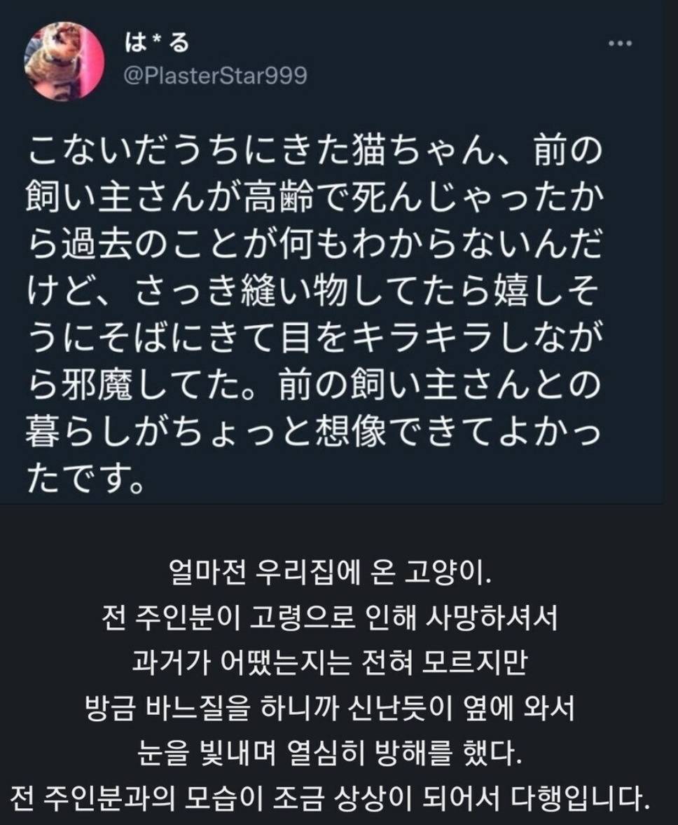 전주인이 고령으로 사망하여 맡게된 고양이