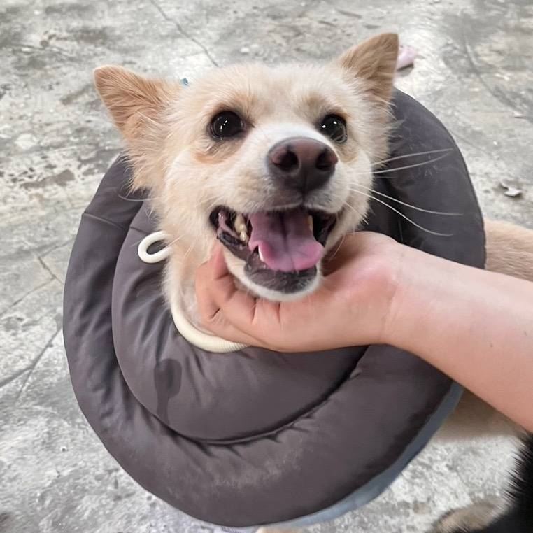 언니 나 안아.. 맨날 뽀뽀해주께💛 사랑둥이 오구의 평생가좍을 찾습니다! | 인스티즈