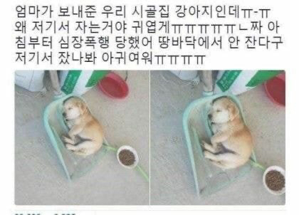 지하철인데 어떤 강아지가 자꾸 에어드랍으로 자기 셀카를 보냄.jpg | 인스티즈