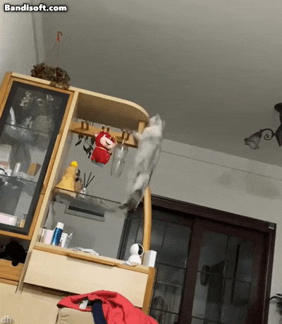 nokbeon.net-고양이 키우고 싶어지는 움짤쓰.gif-1번 이미지