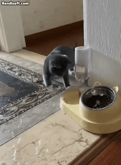 nokbeon.net-고양이 키우고 싶어지는 움짤쓰.gif-3번 이미지