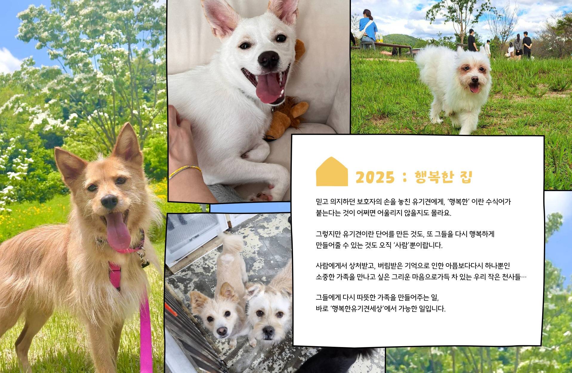 내년 캘린더 뭐 사지 🤔 전액 후원되는 유기견 캘린더는 어뗘요? 🐶 | 인스티즈