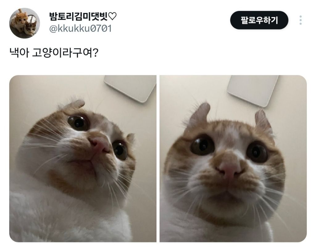 nokbeon.net-낵아 고양이라구여?-1번 이미지