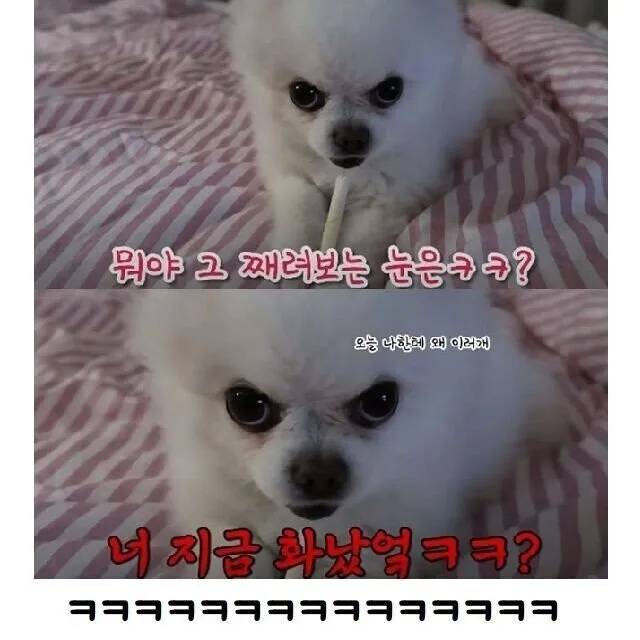 nokbeon.net-산책 7번 당한 강아지-4번 이미지