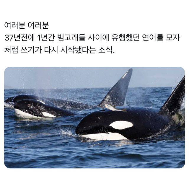 범고래들 사이에 있다는 유행 | 인스티즈