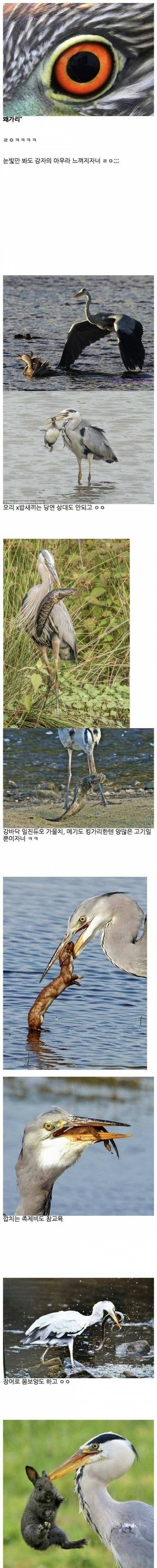 왜가리의 위엄 | 인스티즈