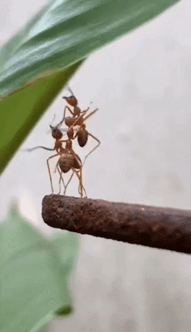 nokbeon.net- 개미가 당황한 이유.gif-1번 이미지