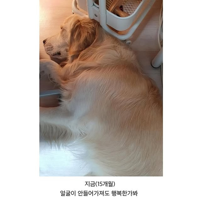 nokbeon.net-애착선반에서 자는 리트리버-3번 이미지