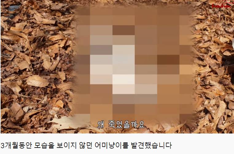 haha ha님이 유투브를 시작하게 해준 고양이 | 인스티즈