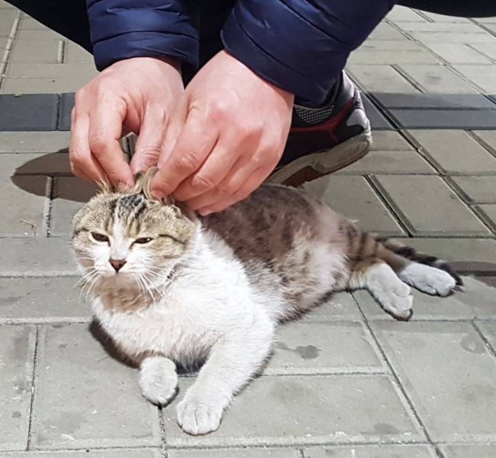 회사 길고양이에게 배신감을 느낍니다.. 그후 이야기 | 인스티즈