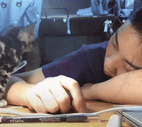 nokbeon.net-집사 품안에서 자야지.gif-1번 이미지