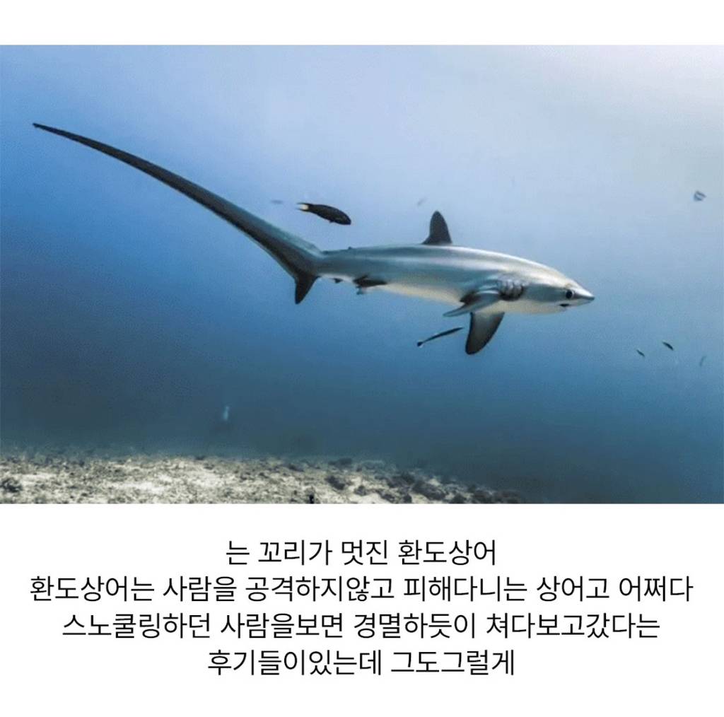 nokbeon.net-바다에서 사람을 보면 경멸하듯이 쳐다보고 간다는 상어-2번 이미지