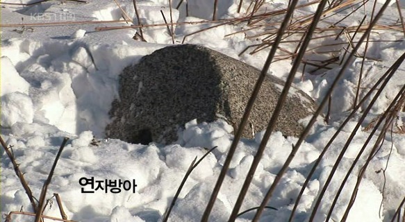 잊혀진 기록 독립운동의 대부, 최재형 | 인스티즈