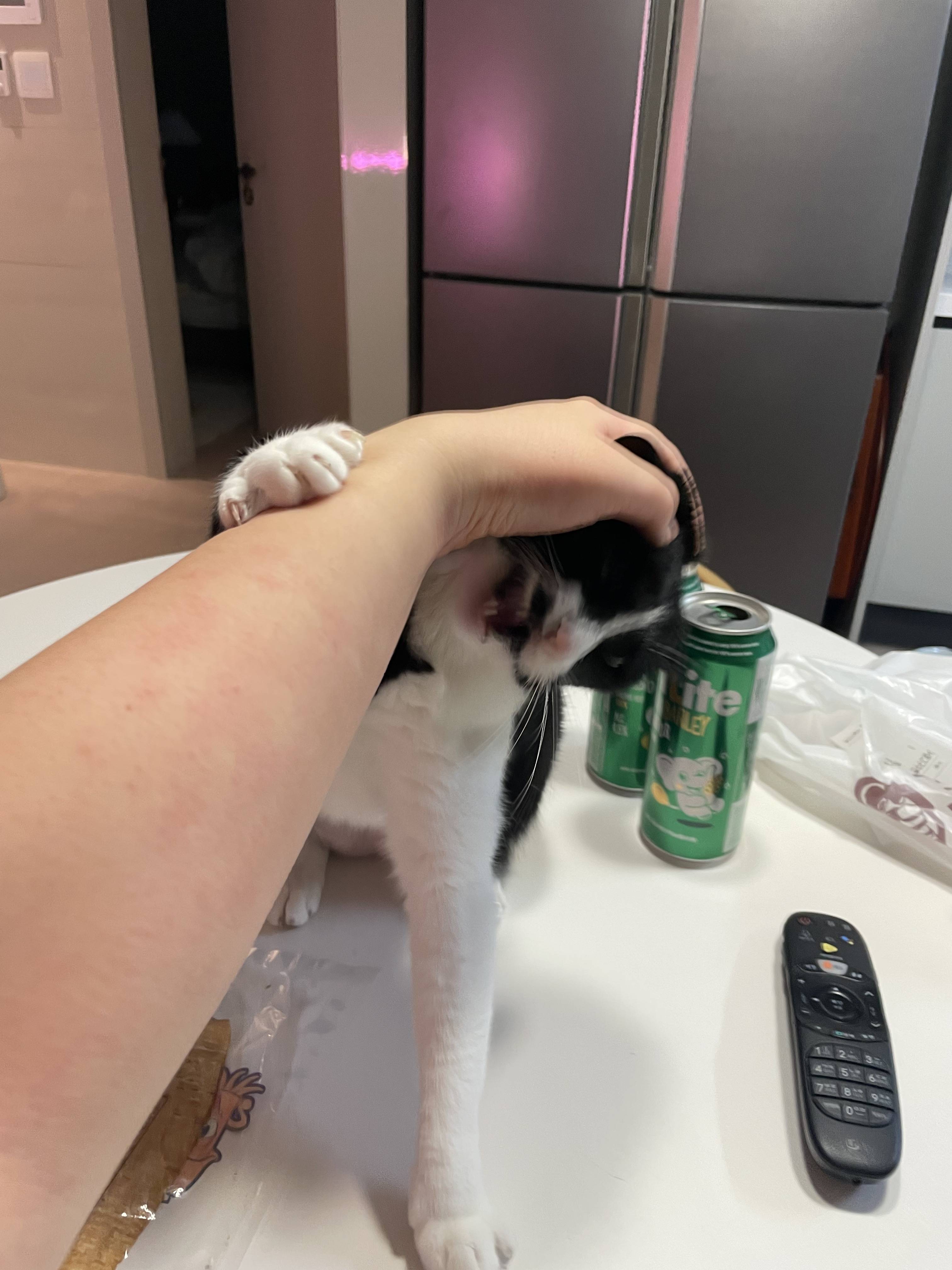 nokbeon.net- 안주 뽏이는 고양이 어떤데 ㅋ-9번 이미지