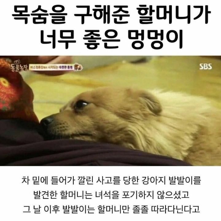 자기를 구해준 할머니가 너무 좋았던 갱얼쥐,,,jpg | 인스티즈