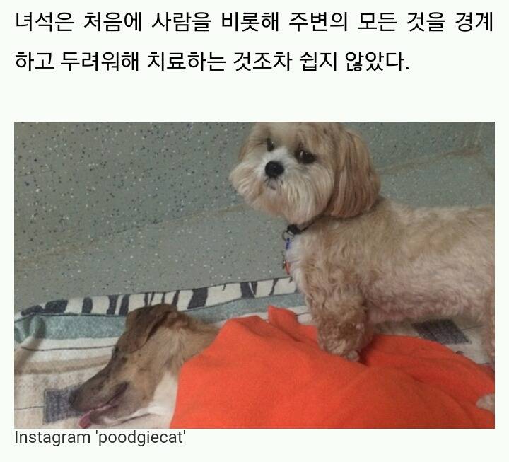 구조 후 치료 겁내는 동물들 위로하는 '간호사' 강아지 | 인스티즈