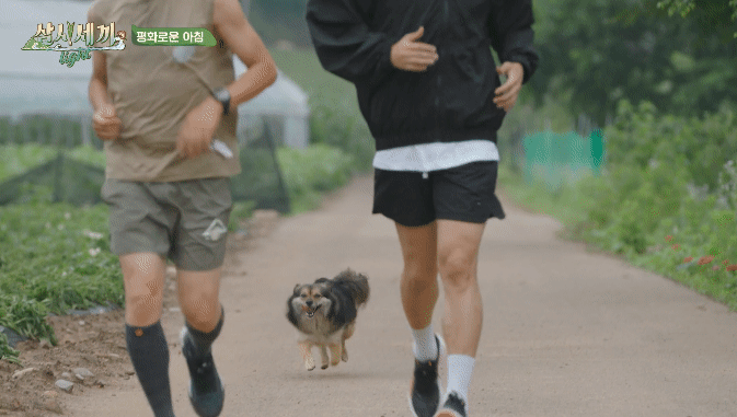 nokbeon.net-순해도 너무 순한 삼시세끼 복구.jpgif-33번 이미지
