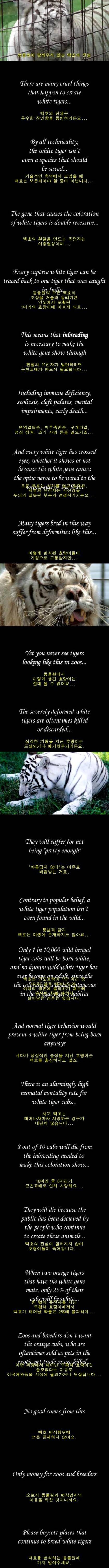 행운의 상징이라고 불리는 백호랑이의 불편한 진실 | 인스티즈