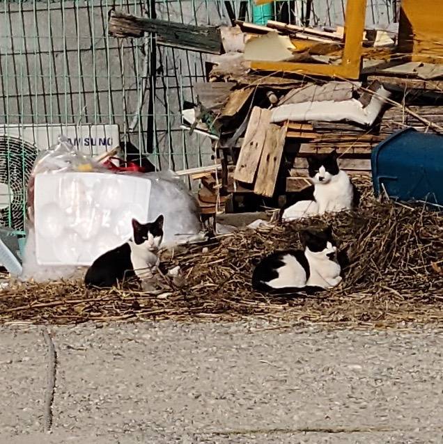 길고양이 극혐하던 아빠 근황 | 인스티즈