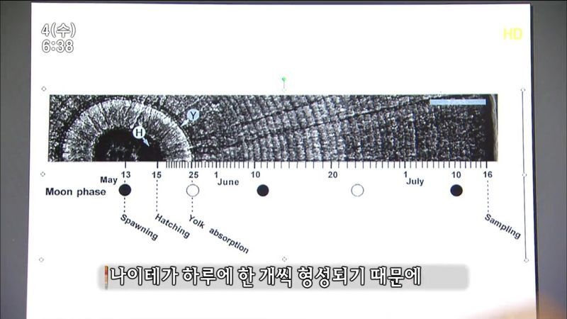 뱀장어 미스테리 | 인스티즈