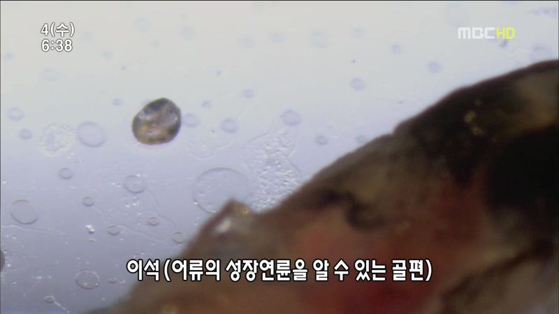 뱀장어 미스테리 | 인스티즈