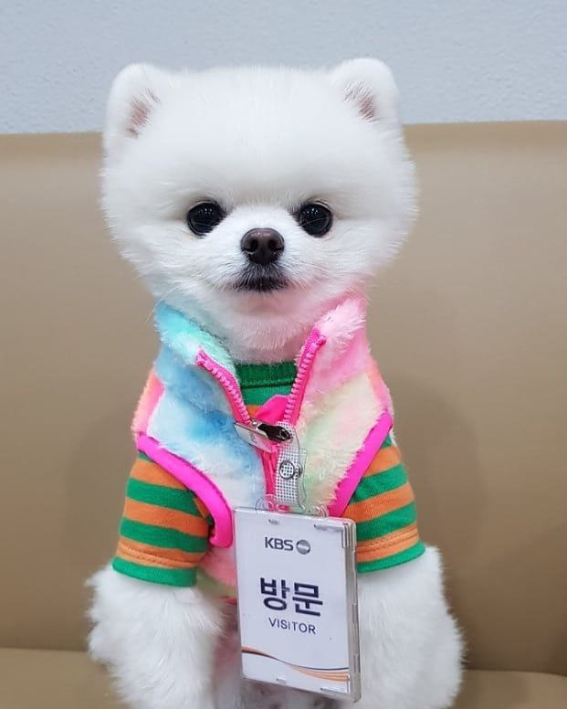 kbs 일일드라마 꽃길만 걸어요의 사실상 주인공인 황제니(봉구).jpgif | 인스티즈