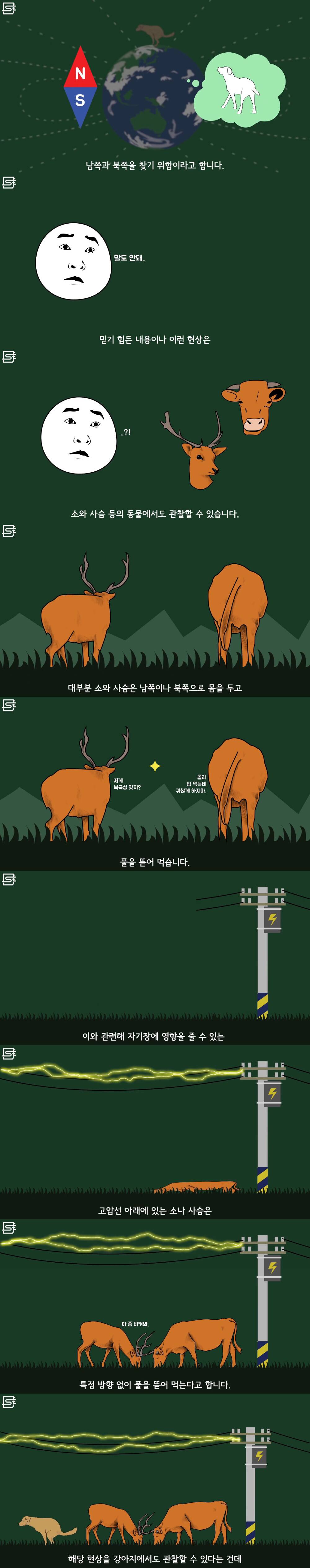 강아지는 왜 똥을 싸기 전에 빙글빙글 돌까? | 인스티즈