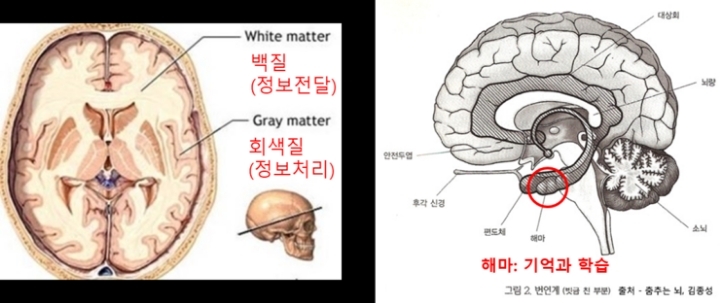 여성분들 임신하면 뇌구조가 바뀌는 거 아시나요?(어떻게 바뀔까?) | 인스티즈