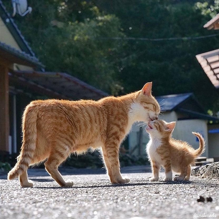 당신은 행운의 뚱땡이 고양이를 보았습니다 | 인스티즈