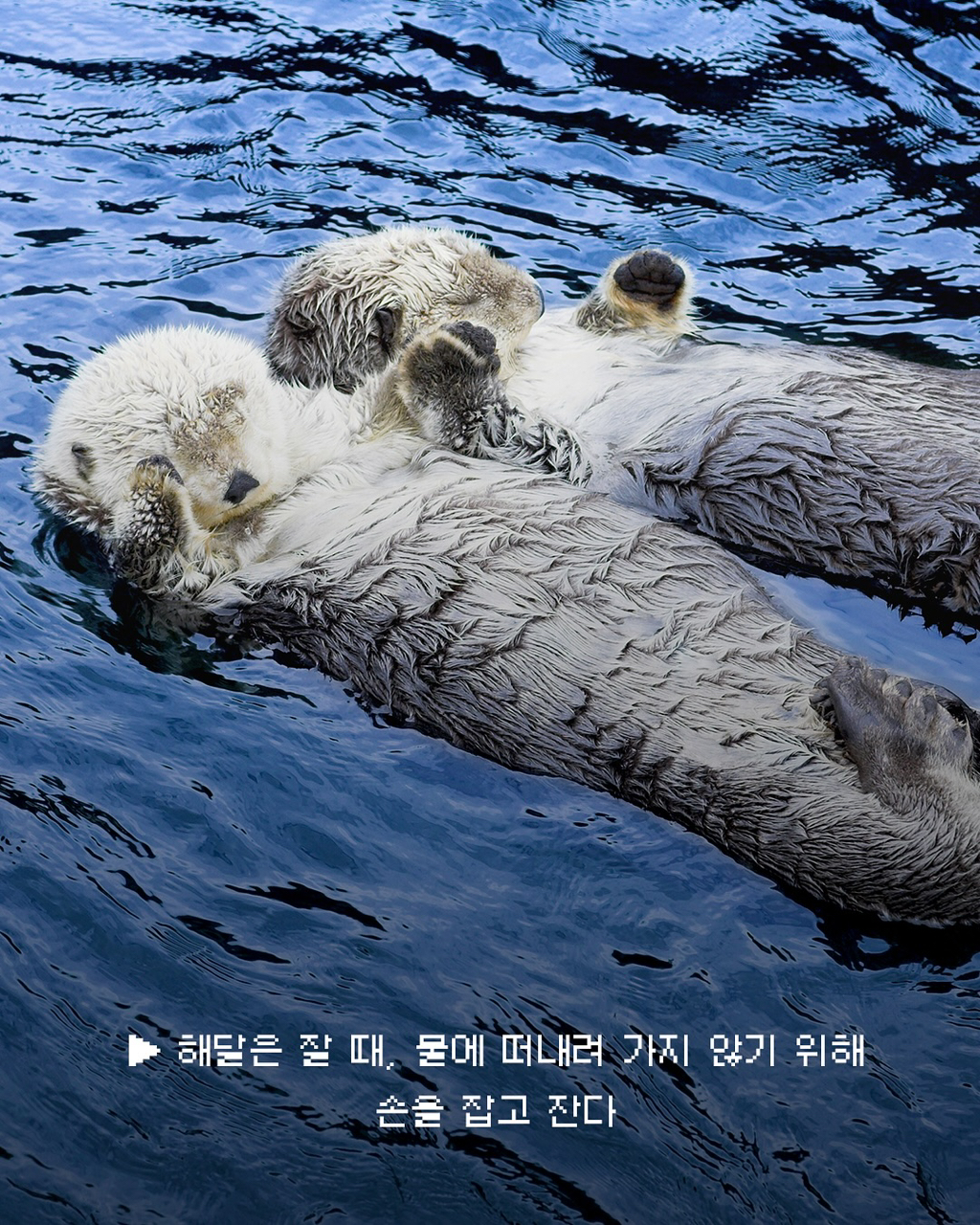 nokbeon.net-동물들의 흥미로운 사실-1번 이미지